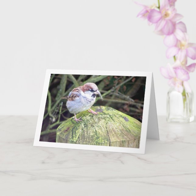 House Sparrow på logg Kort (Orkide)