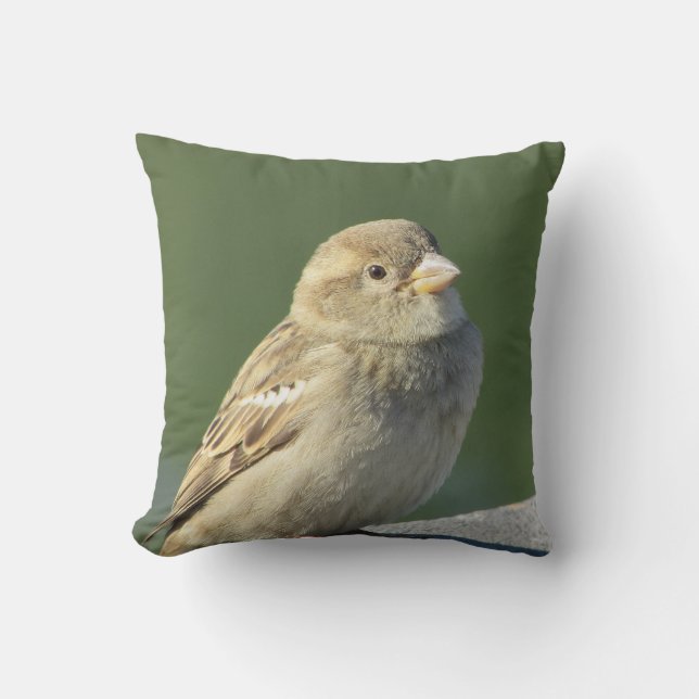 House Sparrow Photo Small Brown Bird Vild Nature Kudde (Framsida)