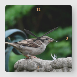 House Sparrow tar en drink. Fyrkantig Klocka