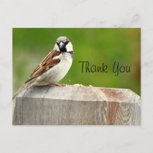 House Sparrow Vykort