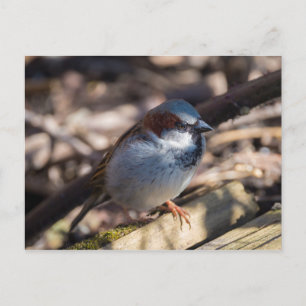 House Sparrow Vykort