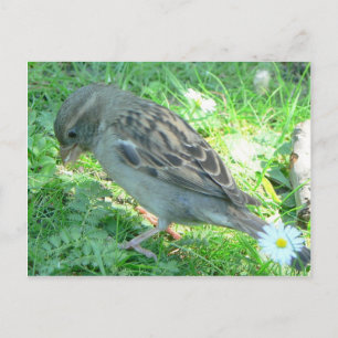 House Sparrow Vykort
