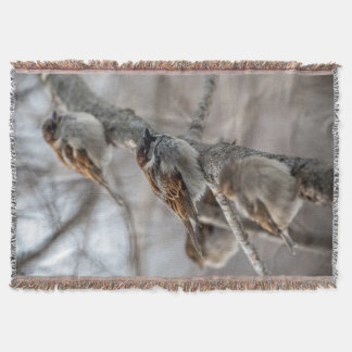 House Sparrows på Gren Filt