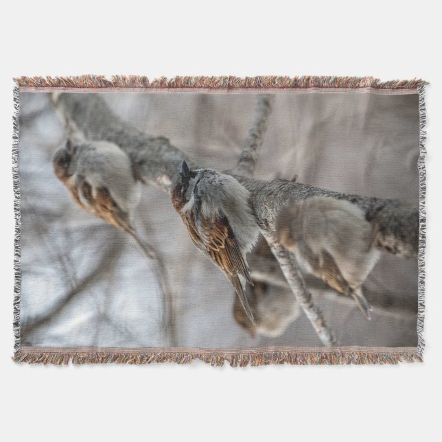 House Sparrows på Gren Filt (Framsidan)