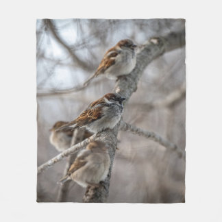 House Sparrows på Gren Fleecefilt