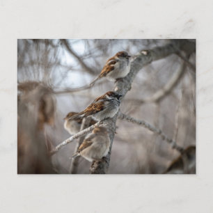 House Sparrows på Gren Vykort