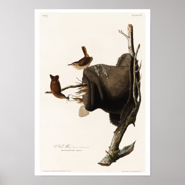 House Wren by Audubon Poster (Framsidan)