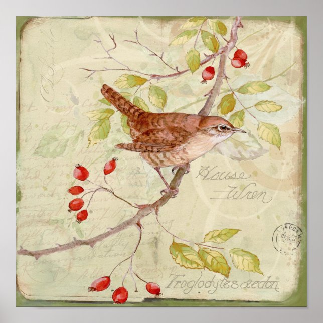 House Wren Collage Poster (Framsidan)
