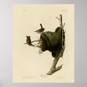 House Wren från Audubon's Birds of America Poster