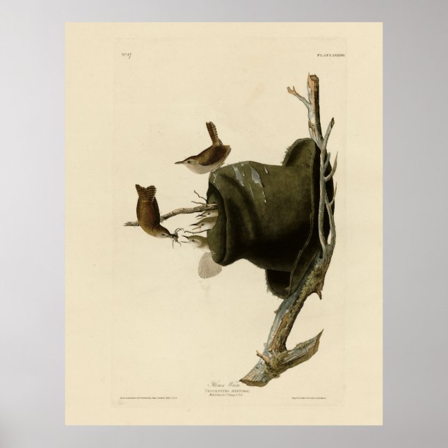 House Wren från Audubon's Birds of America Poster (Framsidan)