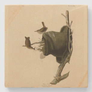 House Wren från Audubon's Birds of America Stenunderlägg