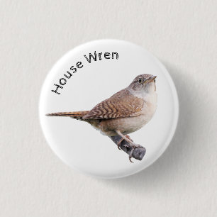 House Wren Knapp