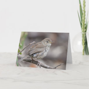 House Wren Kort