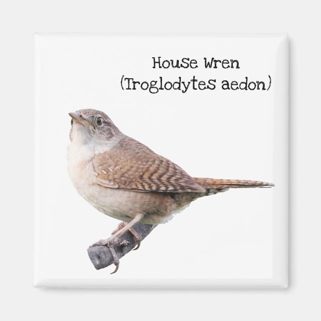 House Wren Magnet (Framsidan)