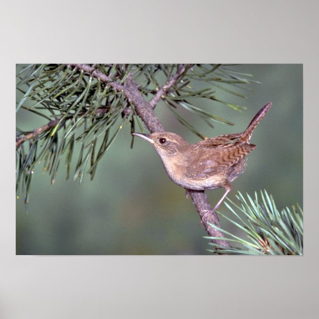 House Wren Poster (Framsidan)