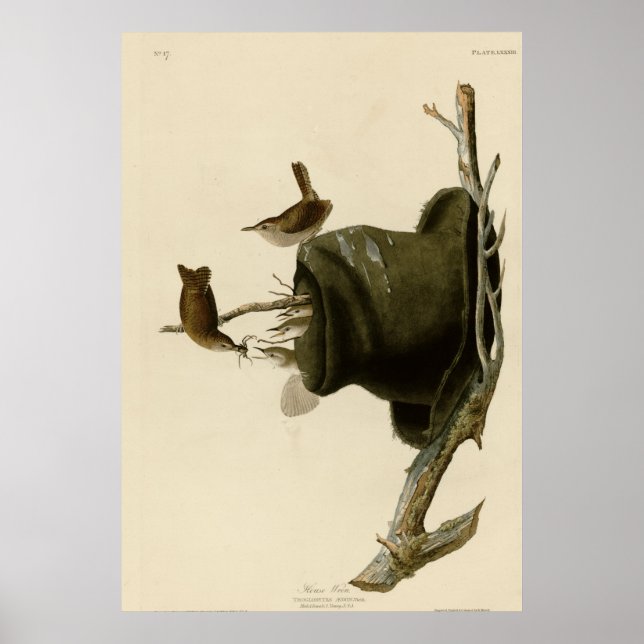 House Wren Poster (Framsidan)