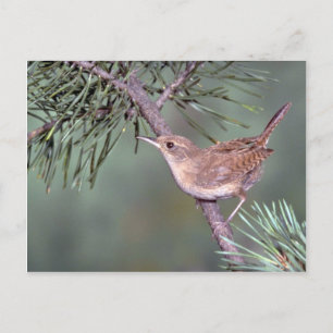 House Wren Vykort