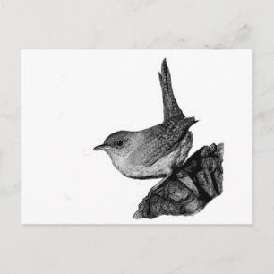 House Wren Vykort