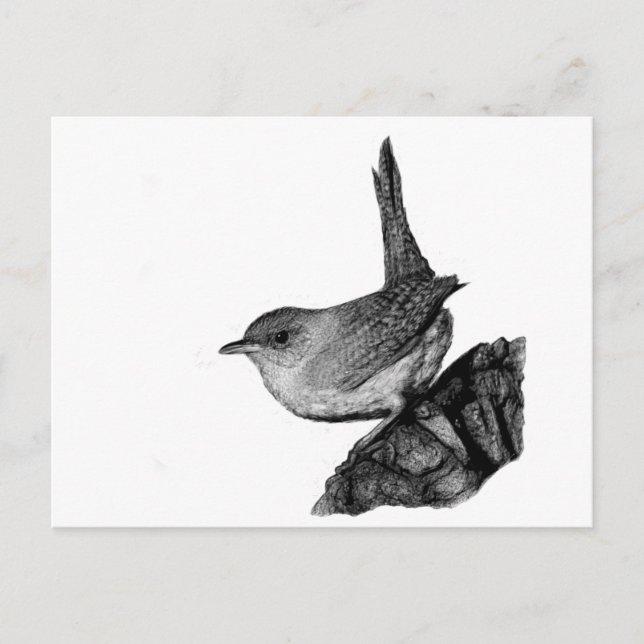 House Wren Vykort (Framsida)