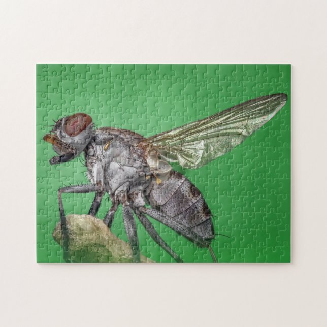 Housefly Close Insekt Photo Puzzle Pussel (Horisontell)