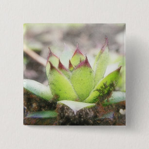 Houseleek - Sempervivum Knapp