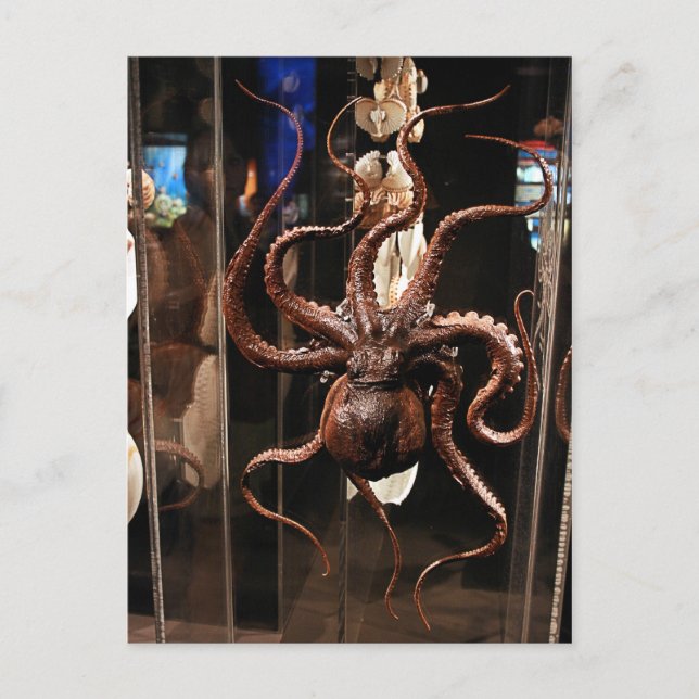 Houston museum av vykortet för naturlig vetenskap vykort (Framsida)