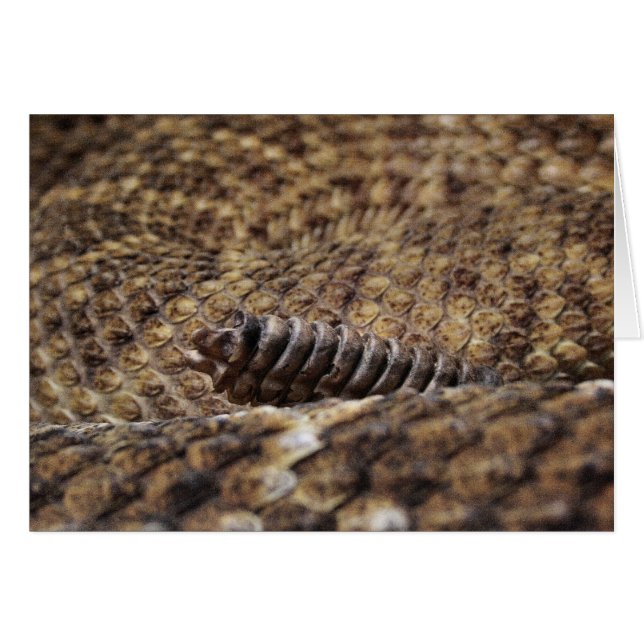 Houston Zoo Hälsningskort (Framsidan Horizontal)