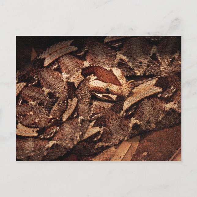 Houston Zoo Vykort (Framsida)