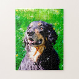 Hovawart Hund. Pussel
