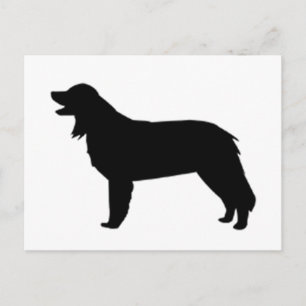 hovawart silhouette vykort