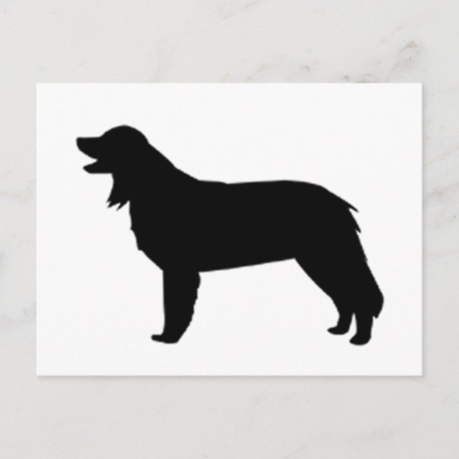 hovawart silhouette vykort (Framsida)