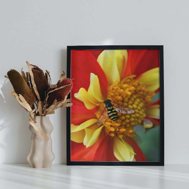 Hover Fly på Collarette Dahlia Fototryck (In Situ Framed)