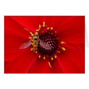 Hover Fly på en Dahlia Hälsningskort
