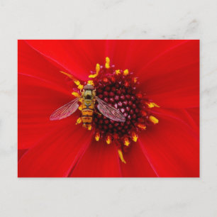 Hover Fly på en Dahlia Vykort