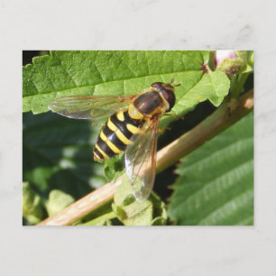 Hover fly ~ vykort
