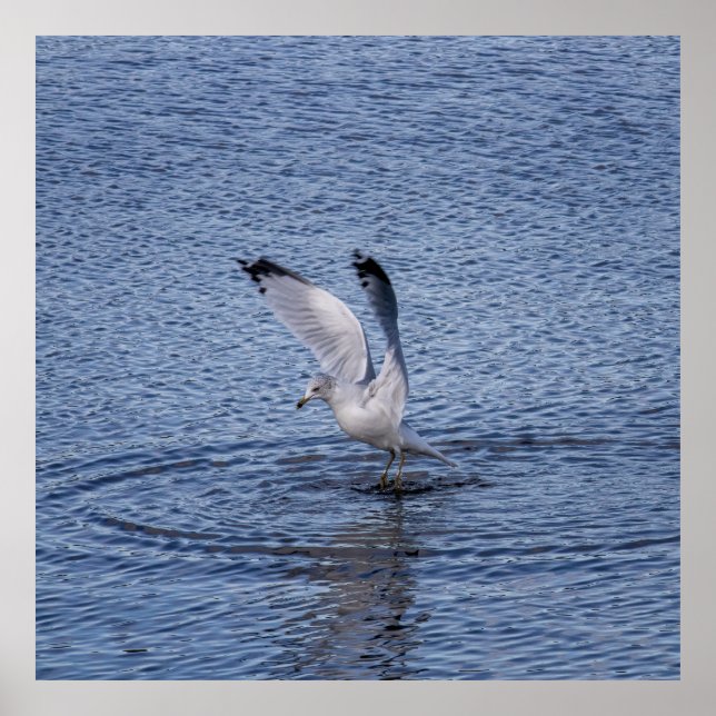 Hover Poster (Framsidan)