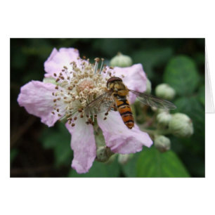 Hoverfly Card Hälsningskort