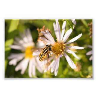 Hoverfly Fototryck