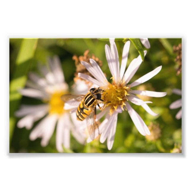 Hoverfly Fototryck (Framsidan)