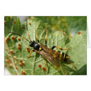 Hoverfly Greeting Card Hälsningskort