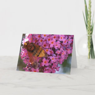 Hoverfly Greeting Card Kort