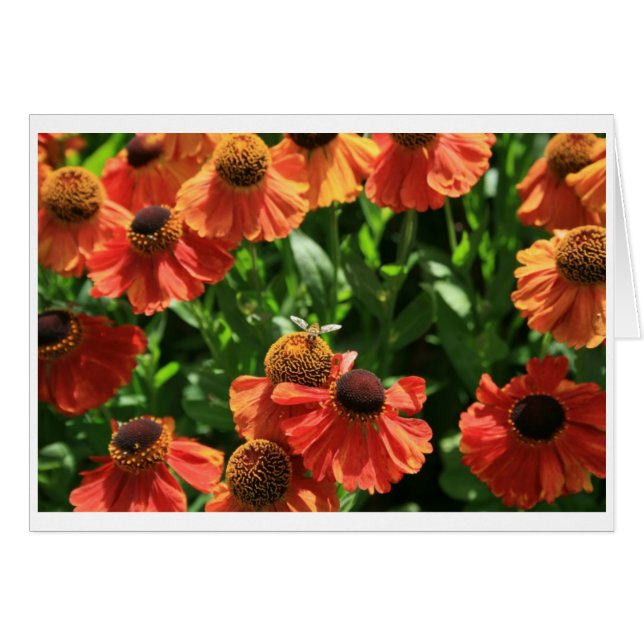 Hoverfly Hälsningskort (Framsidan Horizontal)