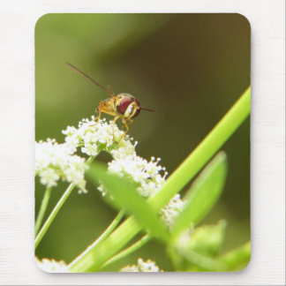Hoverfly i selleri musmatta