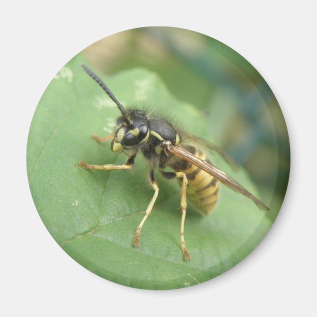 Hoverfly Macro Magnet (Framsidan)