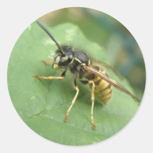 Hoverfly Macro Stickers Runt Klistermärke