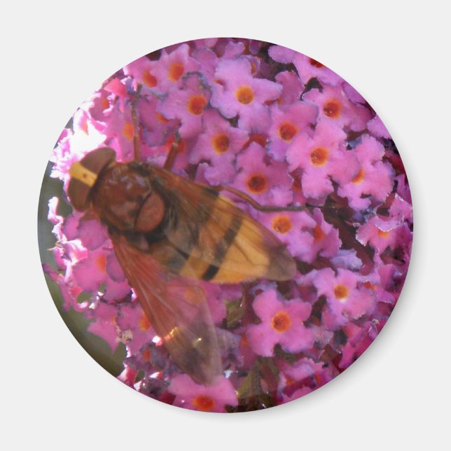 Hoverfly Magnet (Framsidan)