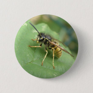 Hoverfly-makro-knapp Knapp