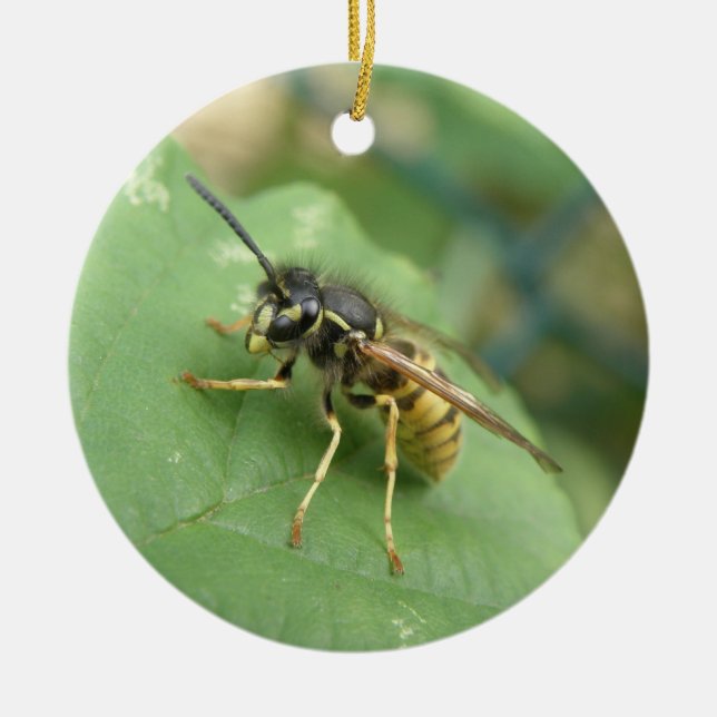 Hoverfly Makro Ornament (Framsidan)