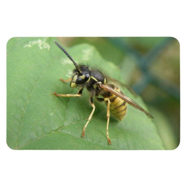 Hoverfly Makro Premium Magnet (Horisontell)