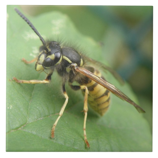 Hoverfly Makro Tile Kakelplatta (Framsidan)